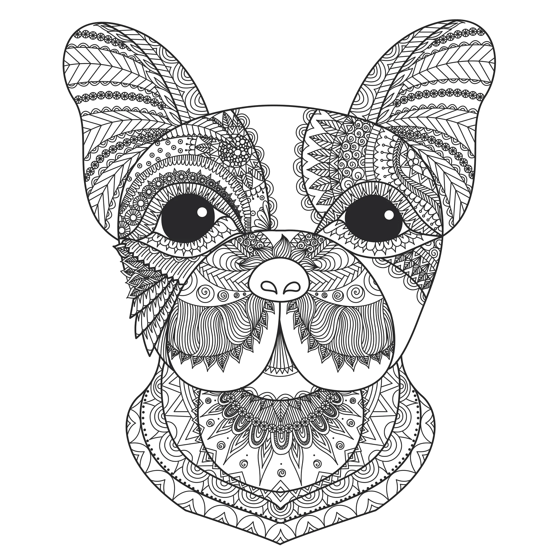 French bulldog