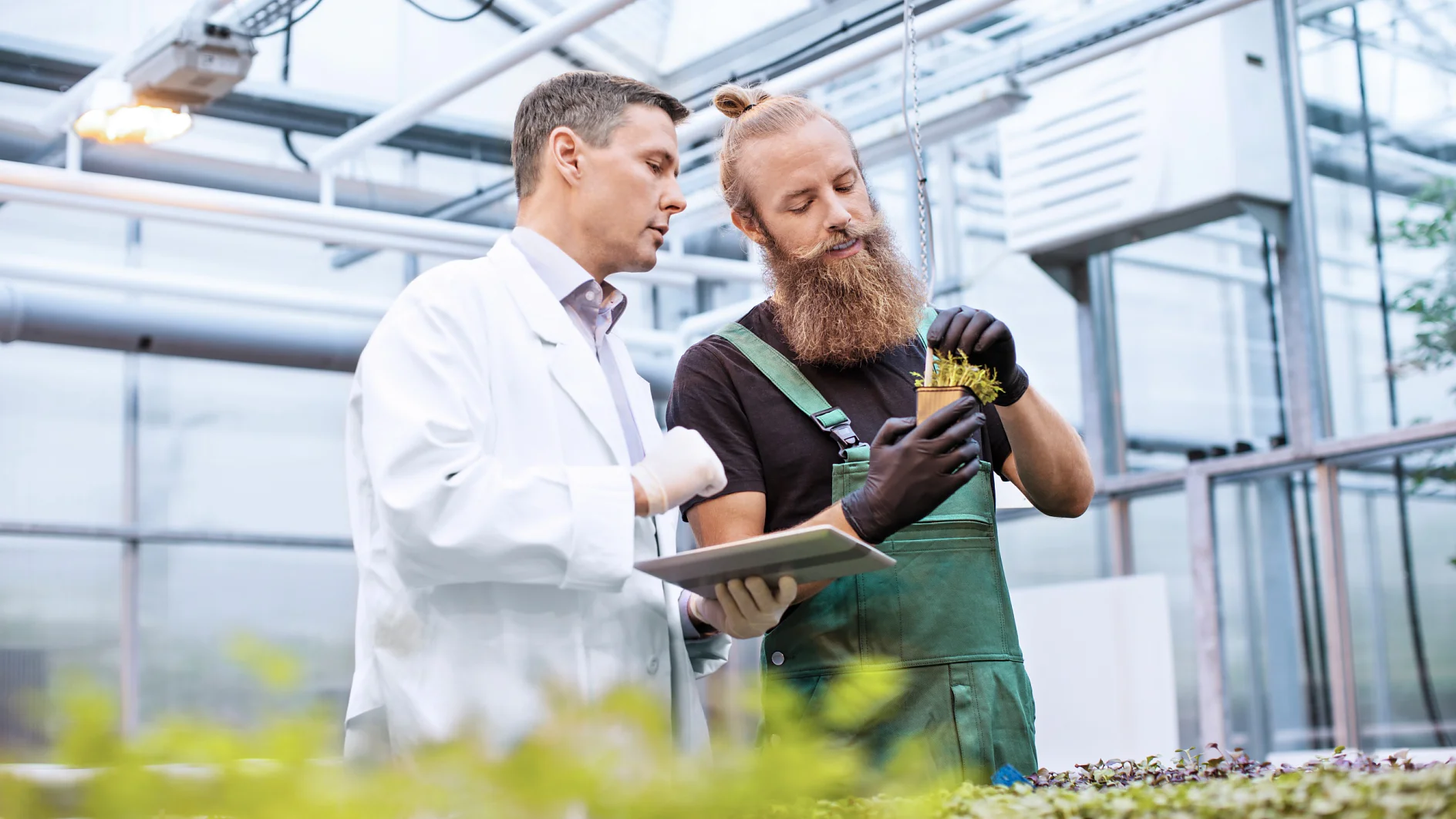 Männlicher Wissenschaftler und Landarbeiter im Gewächshaus bei der Kontrolle von Setzlingen auf Krankheiten