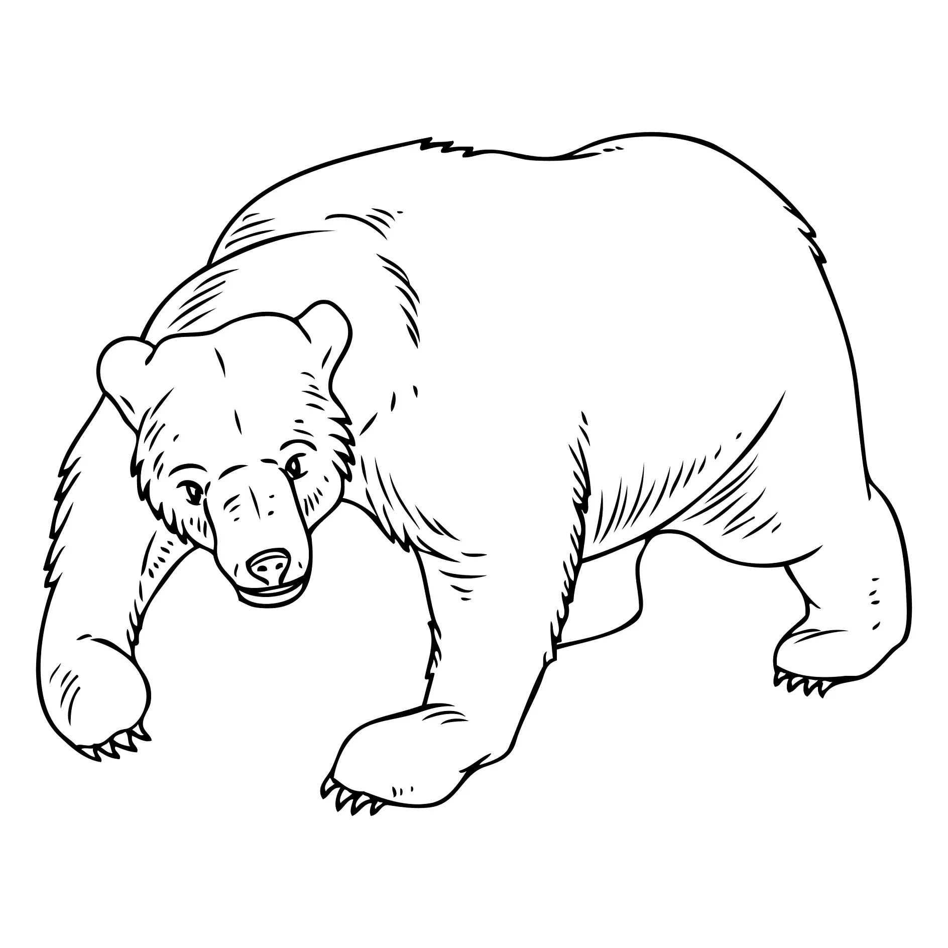 Ausmalbild Bär in laufender Position mit detailliertem Fell