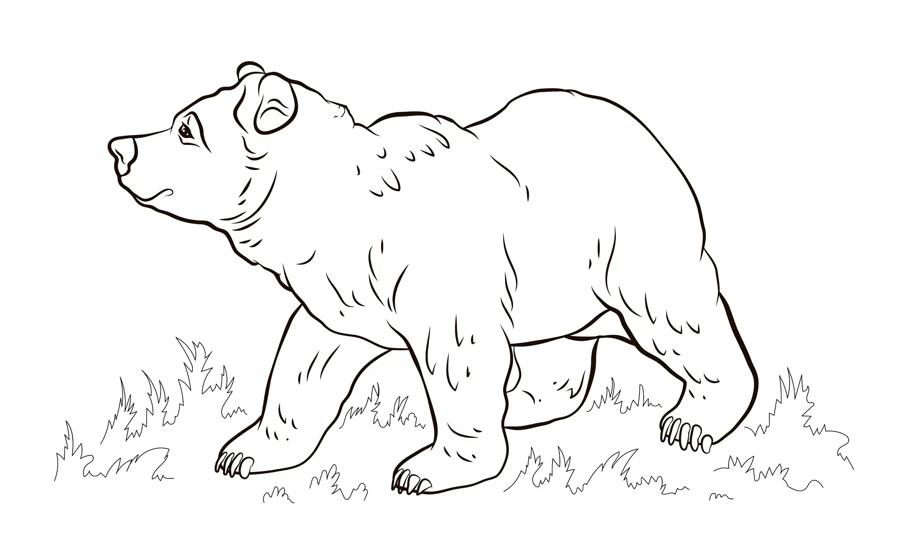 Ausmalbild Bär läuft aufmerksam durch Gras