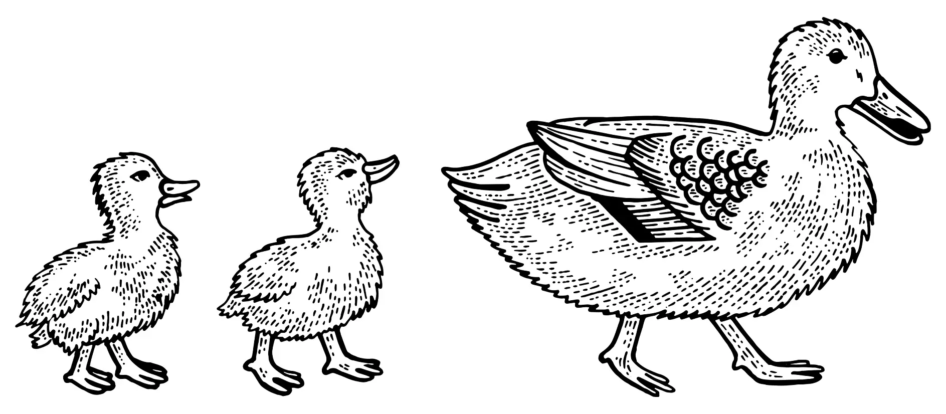 Ausmalbild Ente mit zwei Küken hinterherlaufend