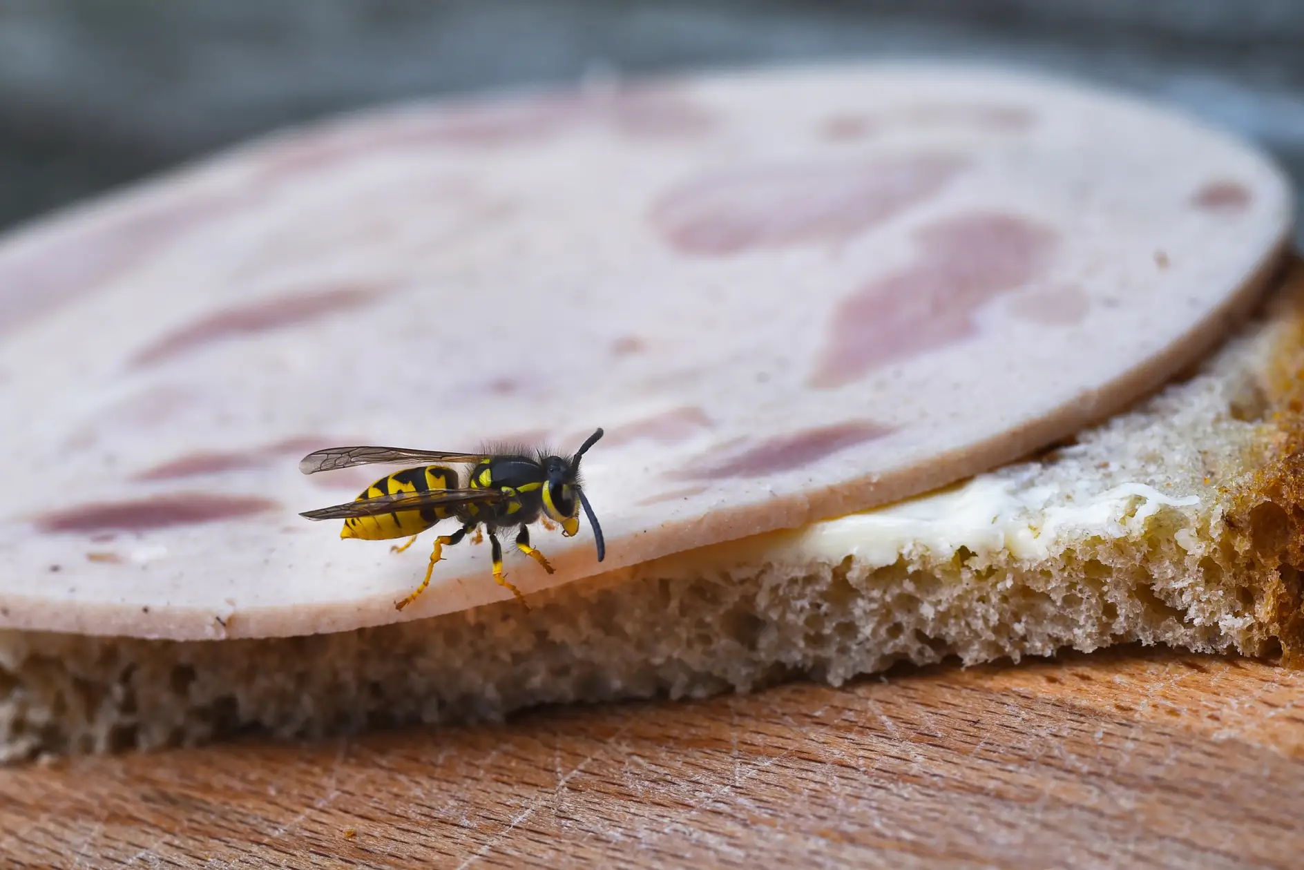 wasp or yellow jacket (Vespula germanica) on a sandwich with sausage, the wasp plague in summer is dangerous for allergy sufferers, close up with copy space, selected focus, narrow depth of field