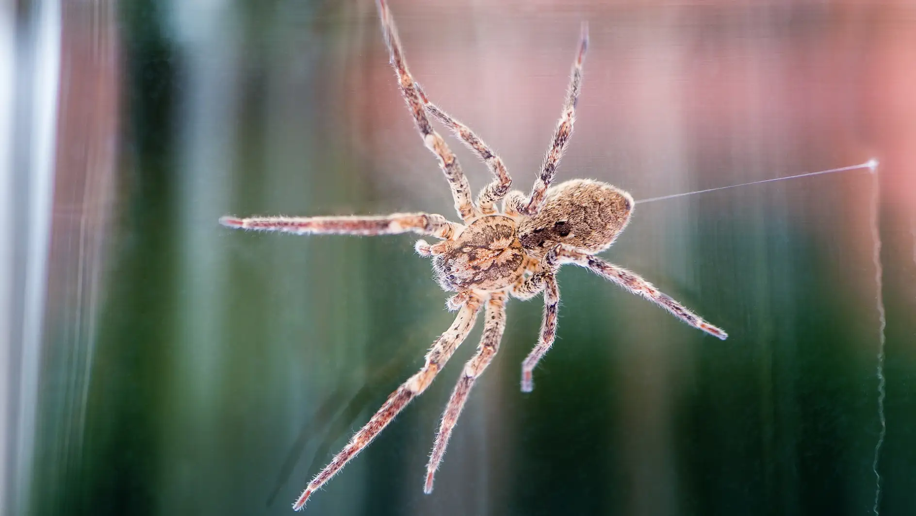 Nosferatu-Spinne, mit Faden und deutlicher Rückenzeichnung