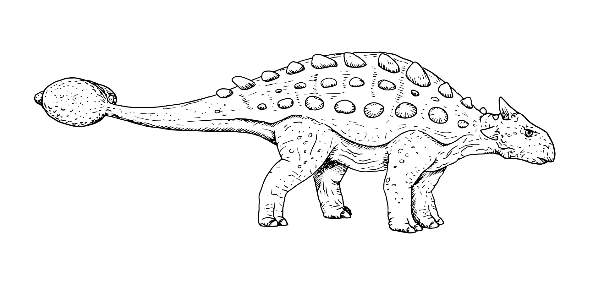 Ausmalbild Ankylosaurus in Seitenansicht mit Keulenschwanz