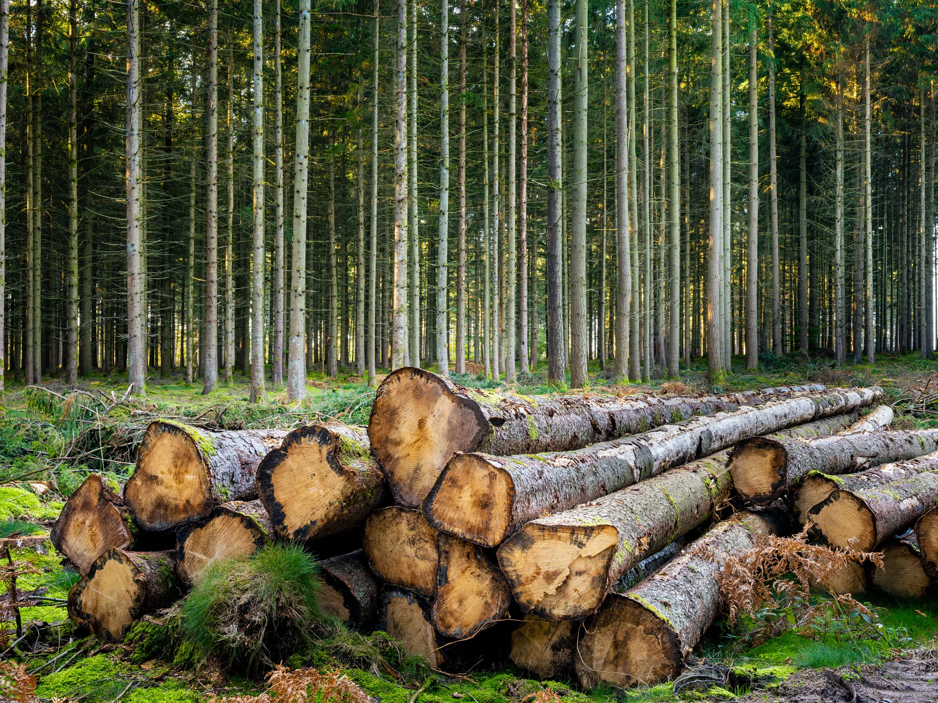 Des troncs de sapin coupés en lisière de forêt