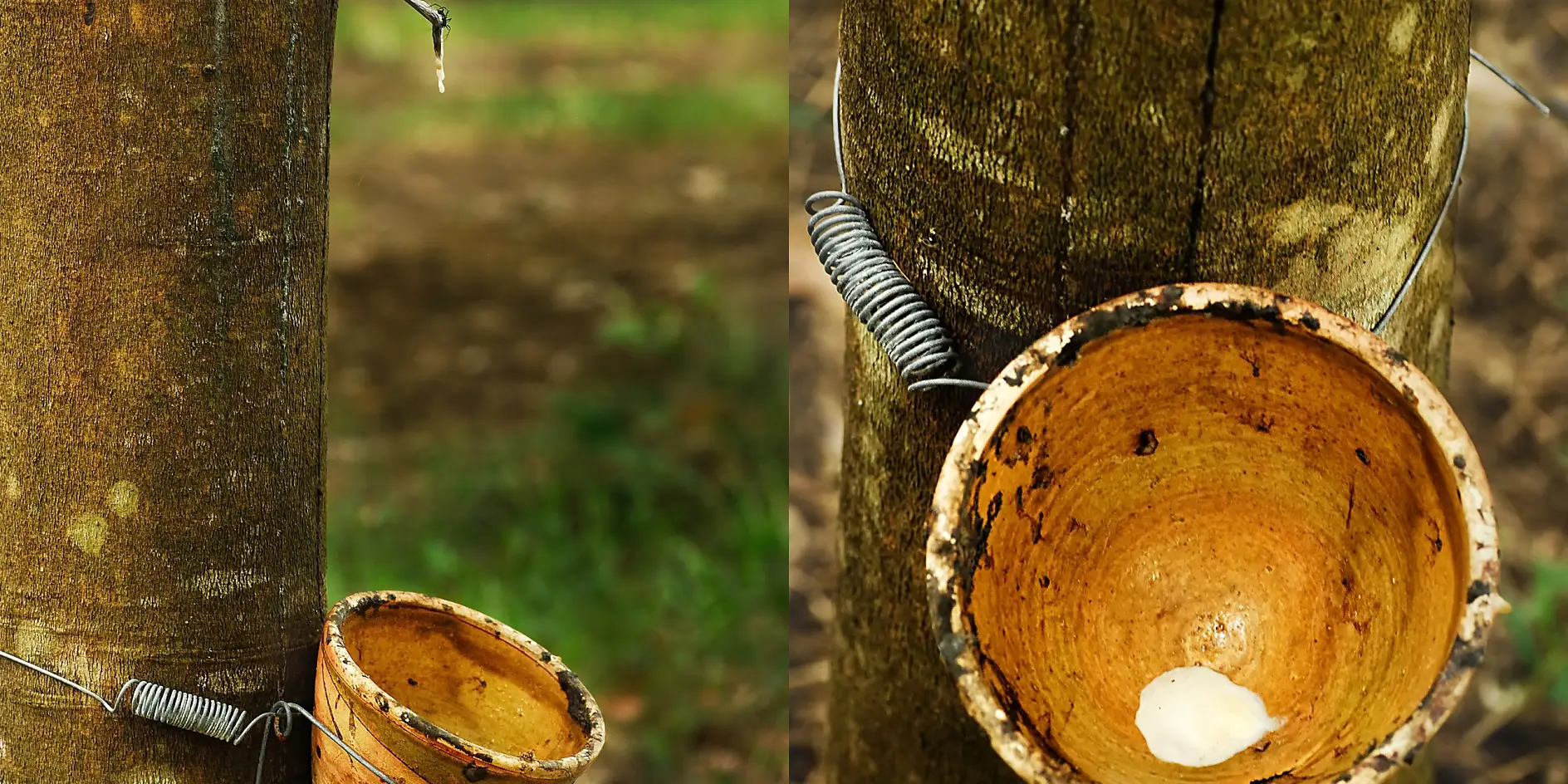 Latex milk is directly extracted from the rubber tree