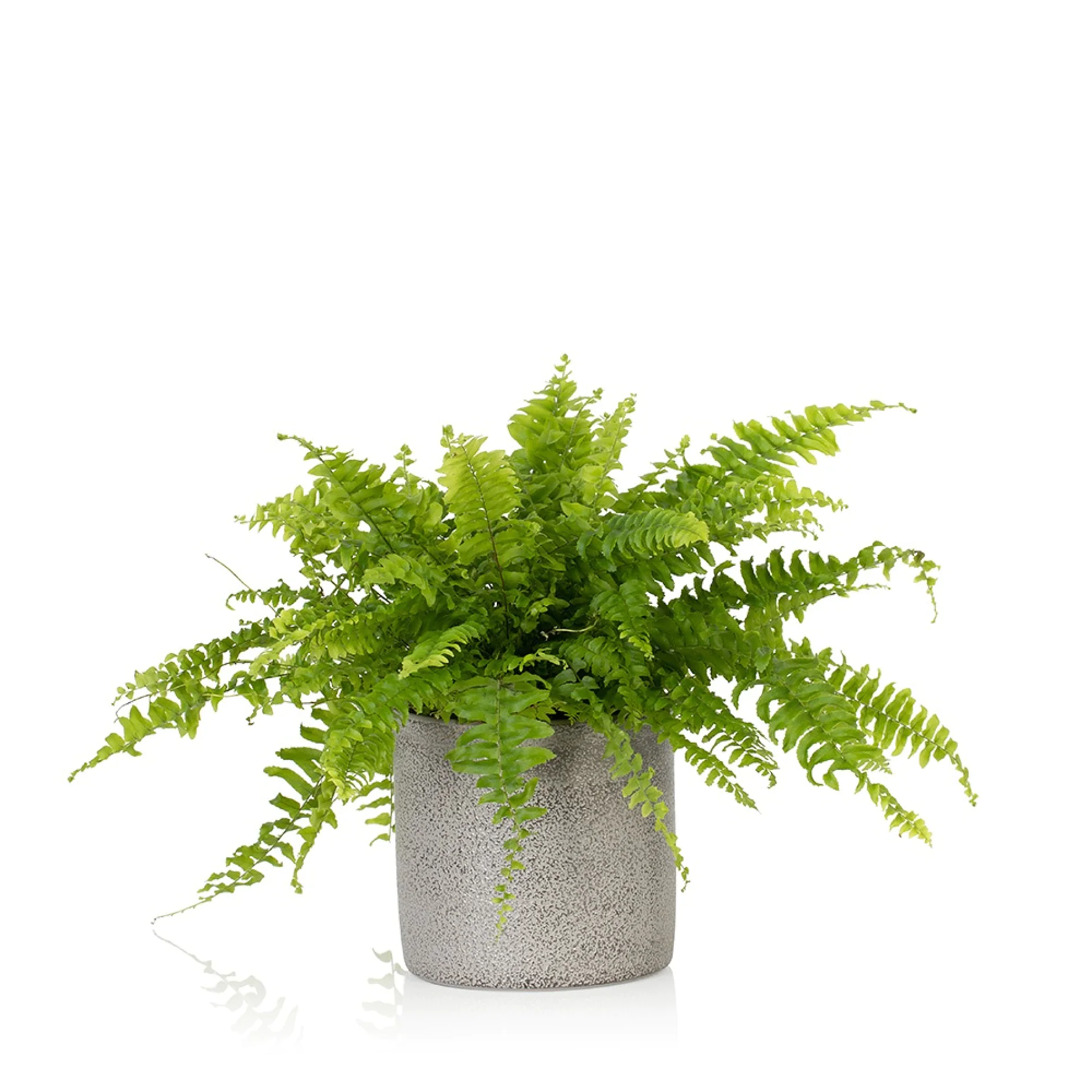 boston fern