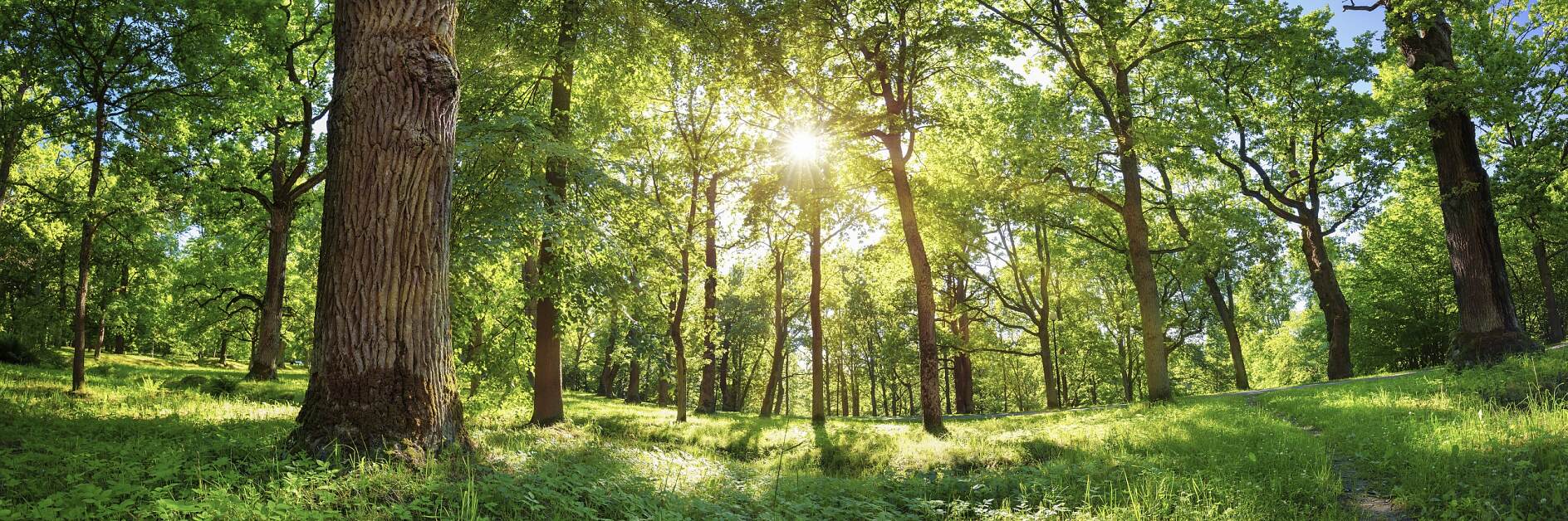 old oak tree foliage in morning light with sunlight