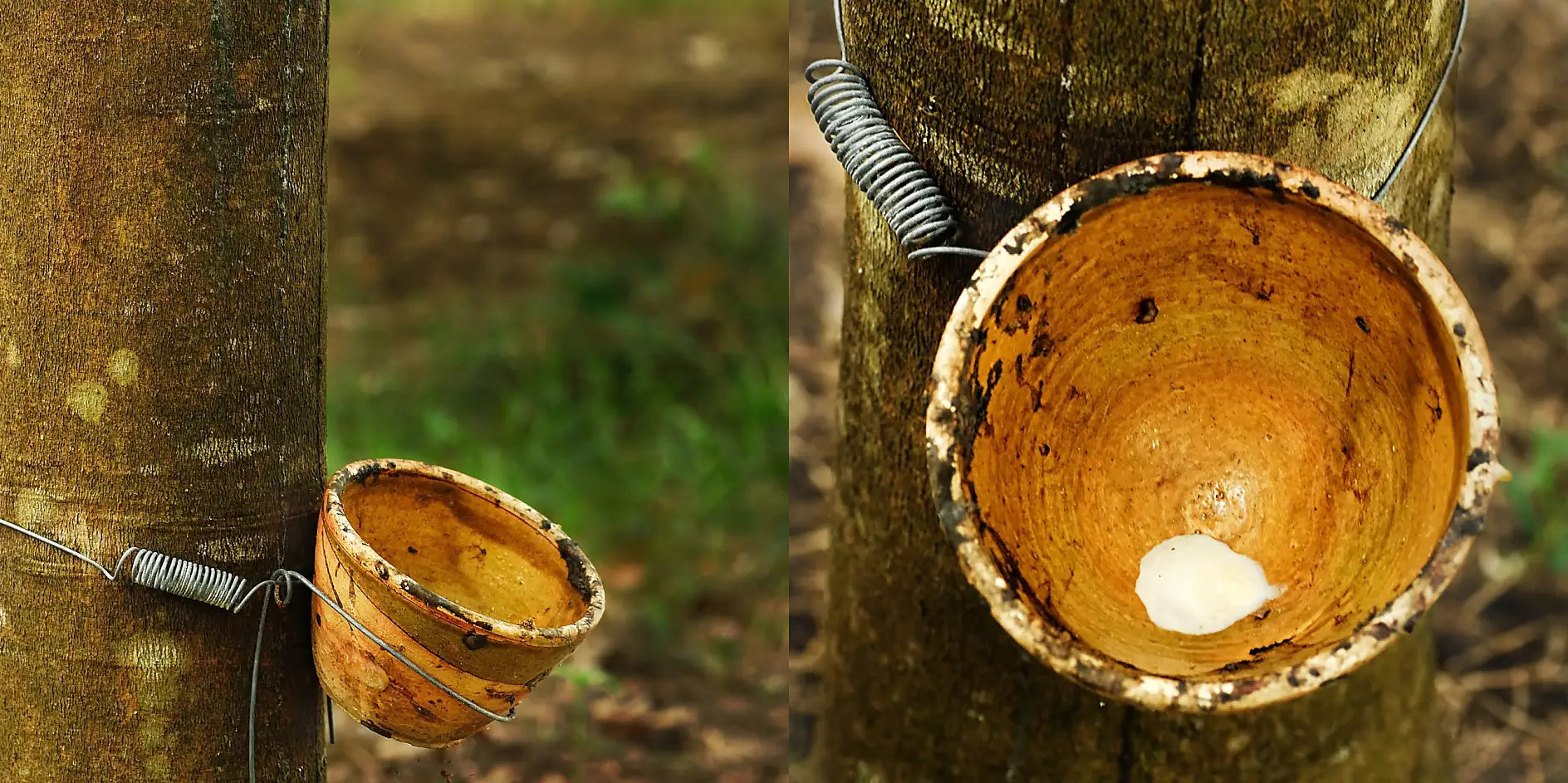 Latex milk is directly gained from the rubber tree