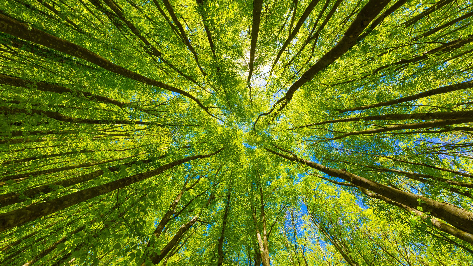 Looking up at trees