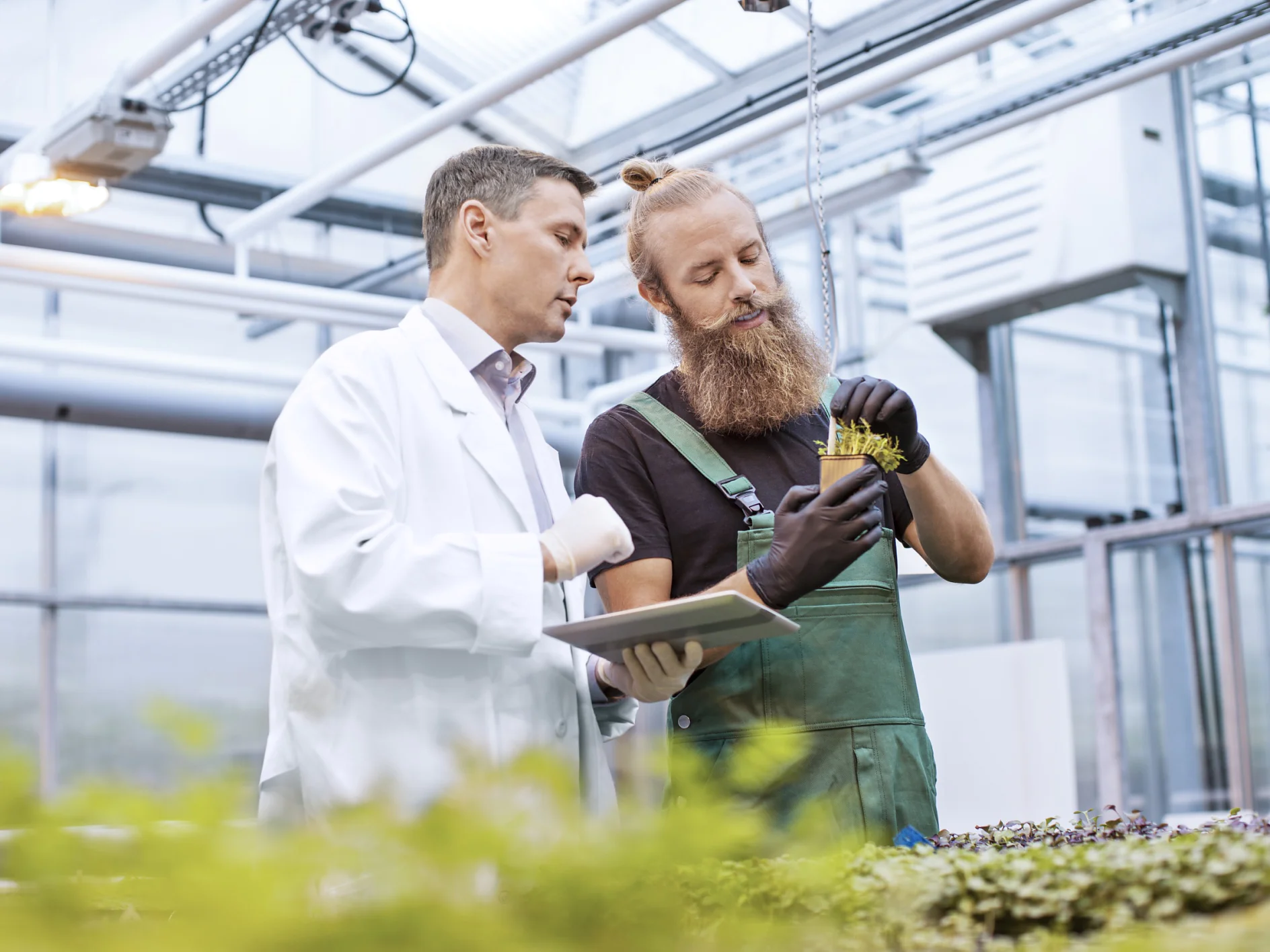 Científico y trabajador agrícola inspeccionando plántulas en busca de enfermedades en un invernadero