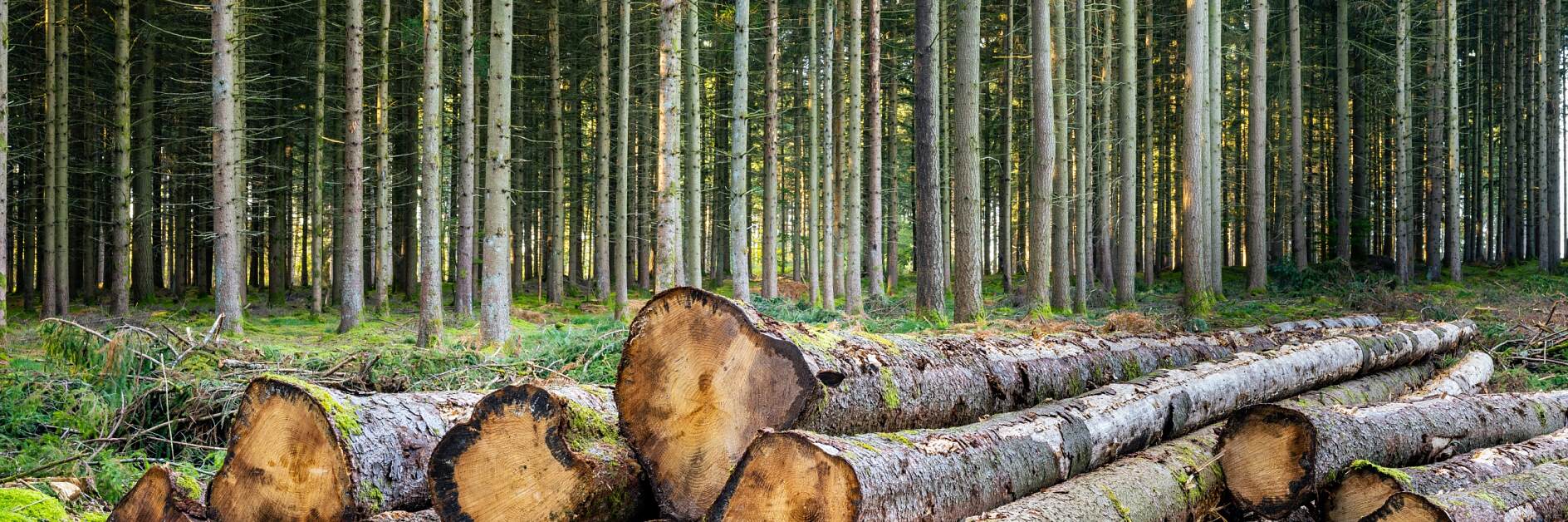 Des troncs de sapin coupés en lisière de forêt