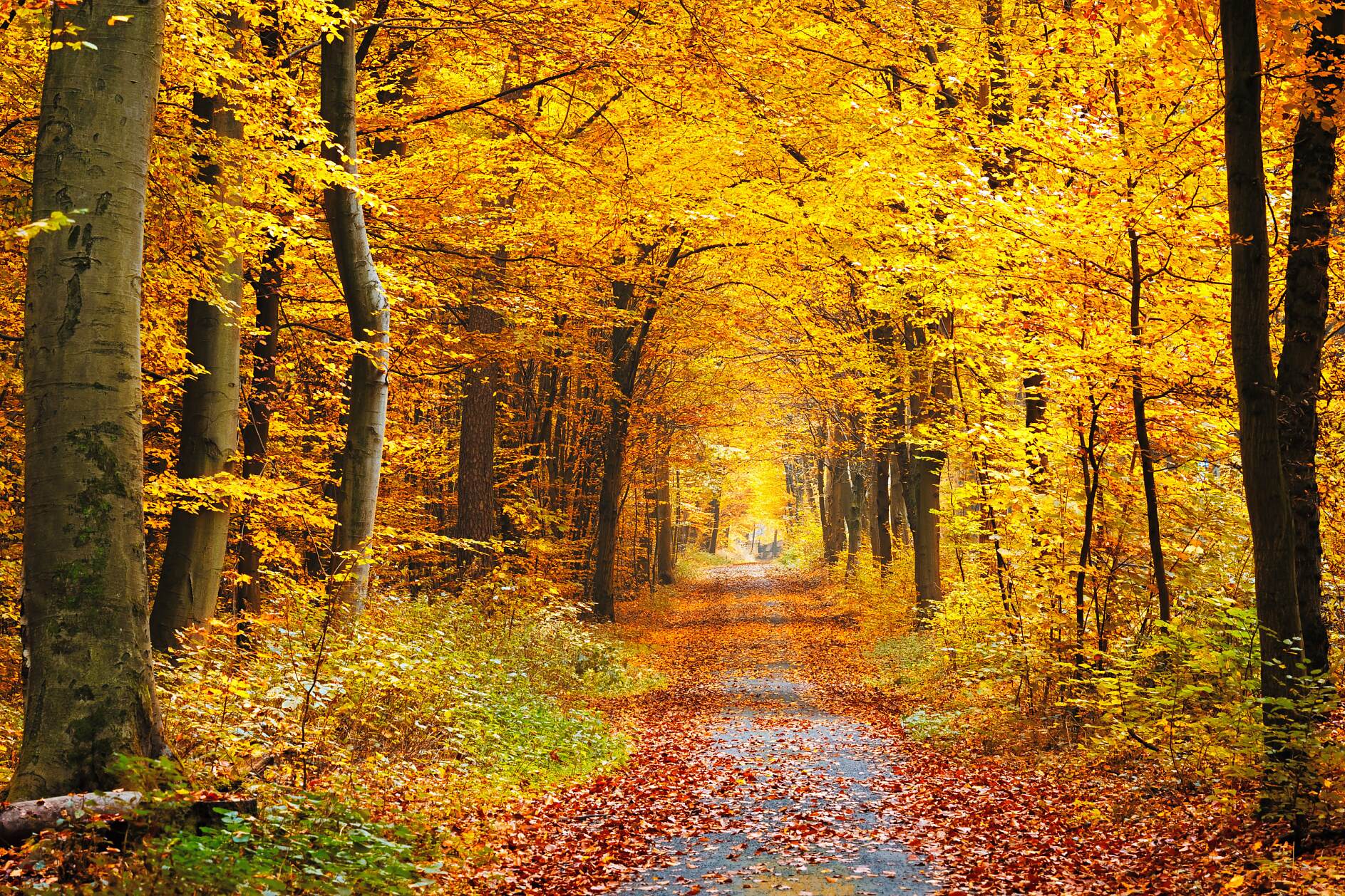 AUTUNNO: LE MIGLIORI DECORAZIONI PER PORTA