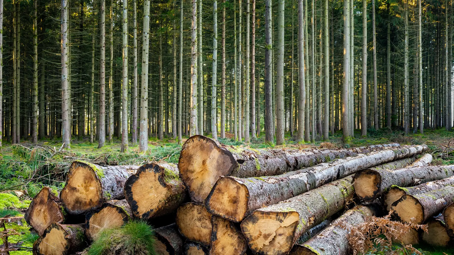 Tronchi di vite accoppiati a lisi di foresta