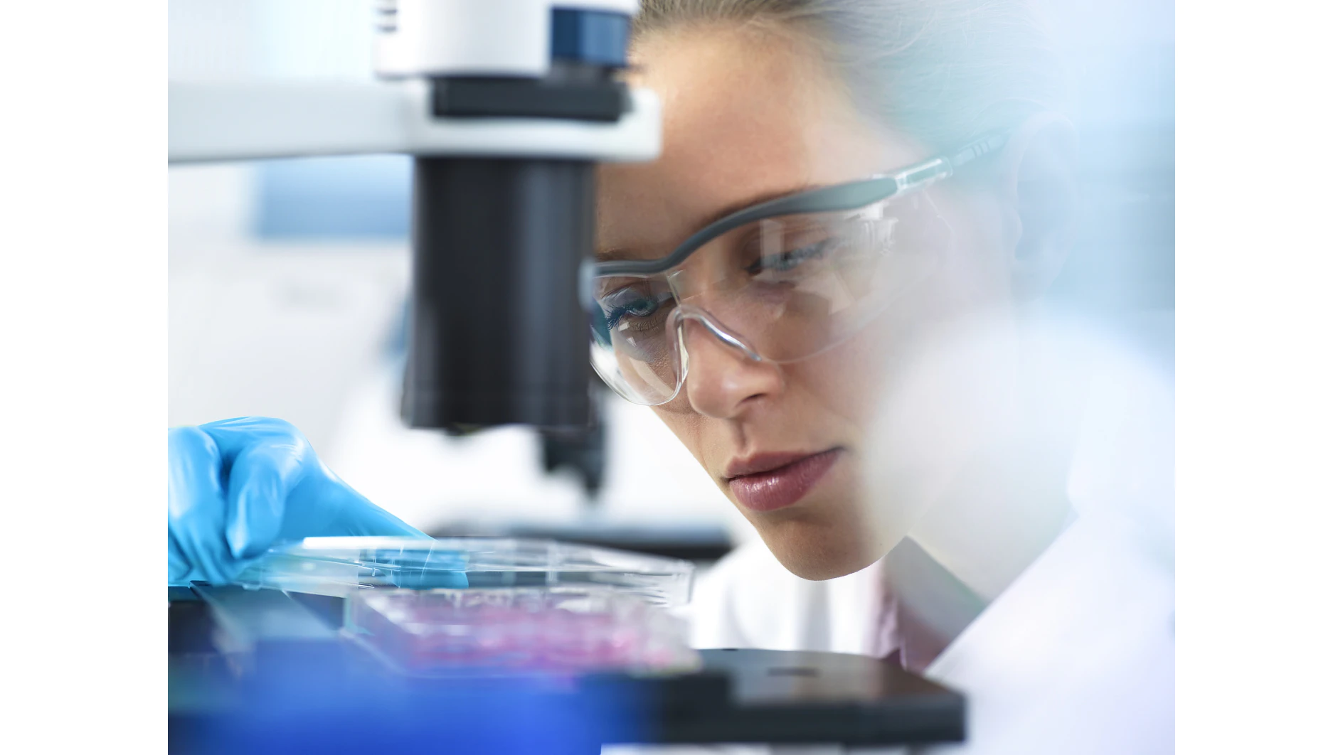 Cell Research, Scientist placing a multi well plate under the microscope ready to examine cells in the laboratory