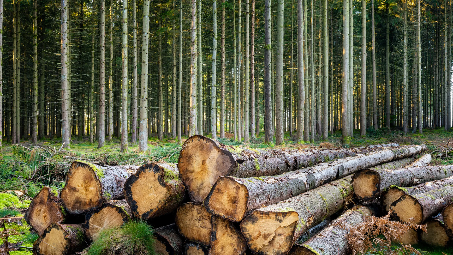 Troncos de sapin coupés en lisière de forêt