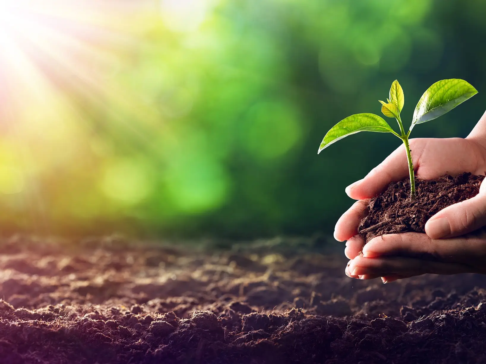 Hands Planting The Seedlings Into The Ground